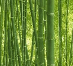 Papiertapete AUTHENTIC WALLS 2 - grün - Bambus - 10 Meter