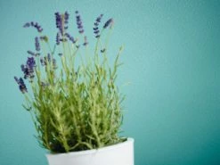 Vliestapete MEISTERVLIES 4 PRO - weiß - 25 Meter -Baumarkt Verkaufsgeschäft 9001824900 03 1600Wx1600H