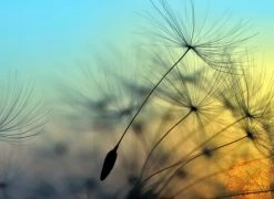 Fototapete DESIGNWALLS - blau-schwarz - Blumen - 2,55 Meter