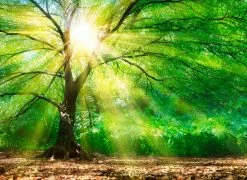 Fototapete DESIGNWALLS - grün-braun - Wald - 2,55 Meter