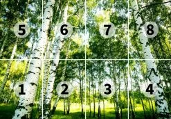 Fototapete DESIGNWALLS 2.0 - grün-weiß - Birkenwald - 2,5 Meter 5 Fototapete DESIGNWALLS 2.0 - grün-weiß - Birkenwald - 2,5 Meter -Baumarkt Verkaufsgeschäft 9004637900 03 1600Wx1600H