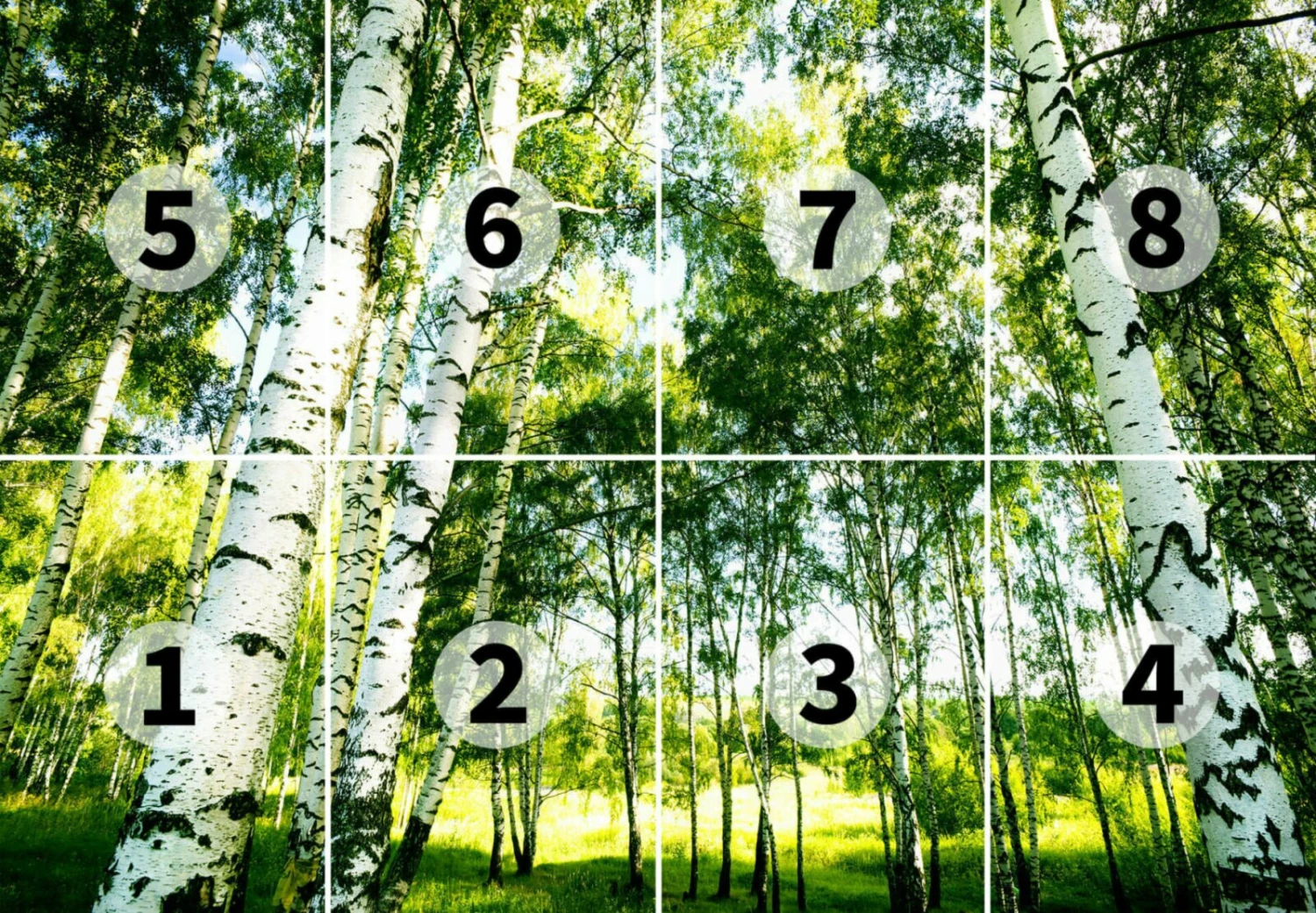 Fototapete DESIGNWALLS 2.0 - grün-weiß - Birkenwald - 2,5 Meter 3 Fototapete DESIGNWALLS 2.0 - grün-weiß - Birkenwald - 2,5 Meter – Bild 3