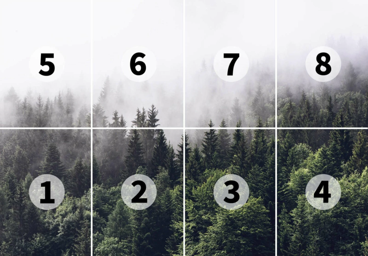 Fototapete DESIGNWALLS 2.0 - grün-weiß - Wald - 2,5 Meter 3 Fototapete DESIGNWALLS 2.0 - grün-weiß - Wald - 2,5 Meter – Bild 3