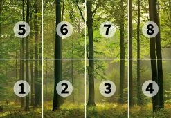 Fototapete DESIGNWALLS 2.0 - grün - Wald - 2,5 Meter 5 Fototapete DESIGNWALLS 2.0 - grün - Wald - 2,5 Meter -Baumarkt Verkaufsgeschäft 9004638800 03 1600Wx1600H