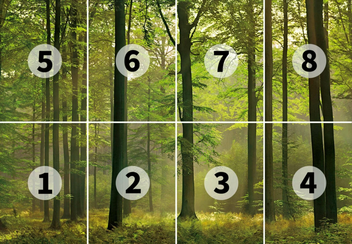 Fototapete DESIGNWALLS 2.0 - grün - Wald - 2,5 Meter 3 Fototapete DESIGNWALLS 2.0 - grün - Wald - 2,5 Meter – Bild 3