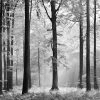 Fototapete DESIGNWALLS 2.0 - schwarz-weiß - Wald - 2,5 Meter