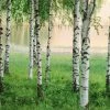 Fototapete DESIGNWALLS 2.0 - grün-weiß - Birkenwald - 2,5 Meter