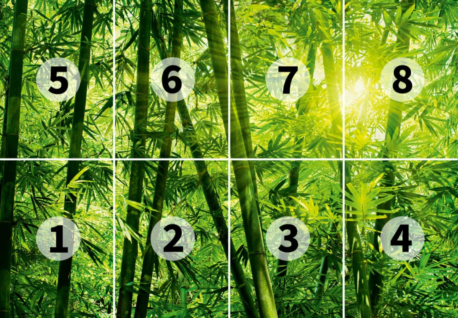 Fototapete DESIGNWALLS 2.0 - grün - Bambus - 2,5 Meter 3 Fototapete DESIGNWALLS 2.0 - grün - Bambus - 2,5 Meter – Bild 3