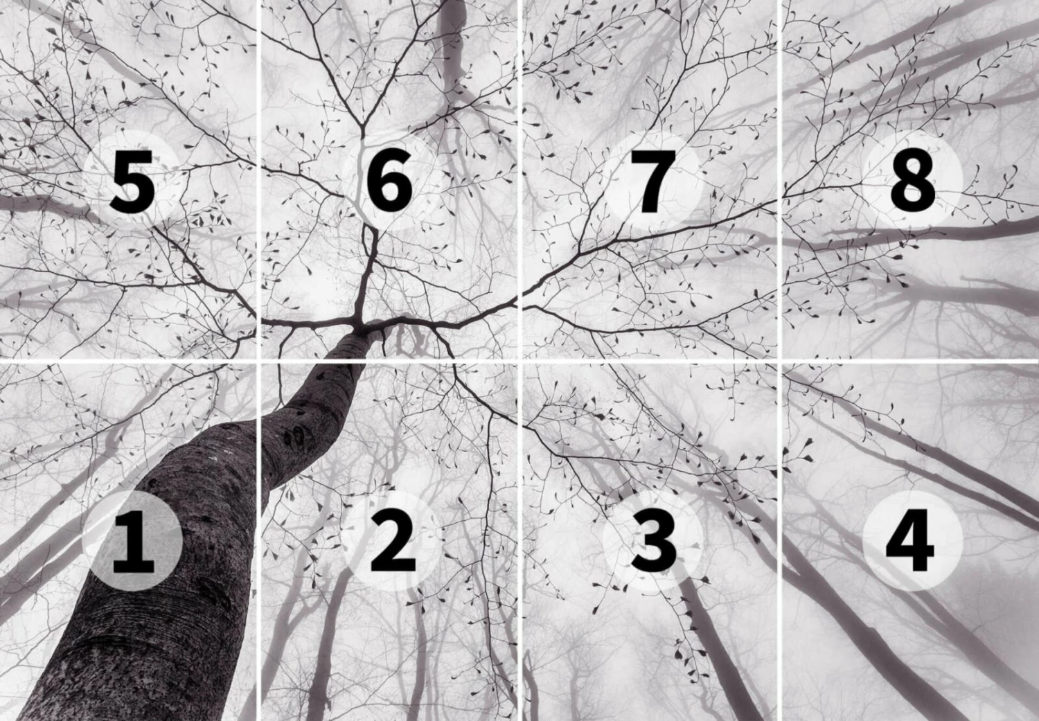 Fototapete DESIGNWALLS 2.0 - grau-weiß - Baum - 2,5 Meter 3 Fototapete DESIGNWALLS 2.0 - grau-weiß - Baum - 2,5 Meter – Bild 3