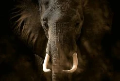 Fototapete DESIGNWALLS 2.0 - grau-braun - Elefant - 2,6 Meter