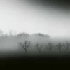 Fototapete DESIGNWALLS 2.0 - Nebel - schwarz-weiß - 2,6 Meter