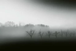 Fototapete DESIGNWALLS 2.0 - Nebel - schwarz-weiß - 2,6 Meter