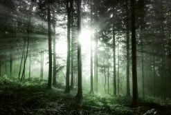 Fototapete DESIGNWALLS 2.0 - grün-schwarz - Wald - 2,6 Meter