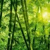 Fototapete DESIGNWALLS 2.0 - grün - Bambus - 2,6 Meter