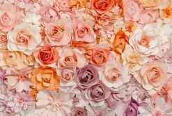 Fototapete DESIGNWALLS 2.0 - rosa-weiß - Rosen - 2,6 Meter