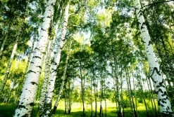 Fototapete DESIGNWALLS 2.0 - grün-weiß - Birkenwald - 2,6 Meter