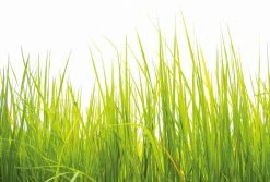 Fototapete DESIGNWALLS 2.0 - grün-weiß - Wiese - 2,6 Meter