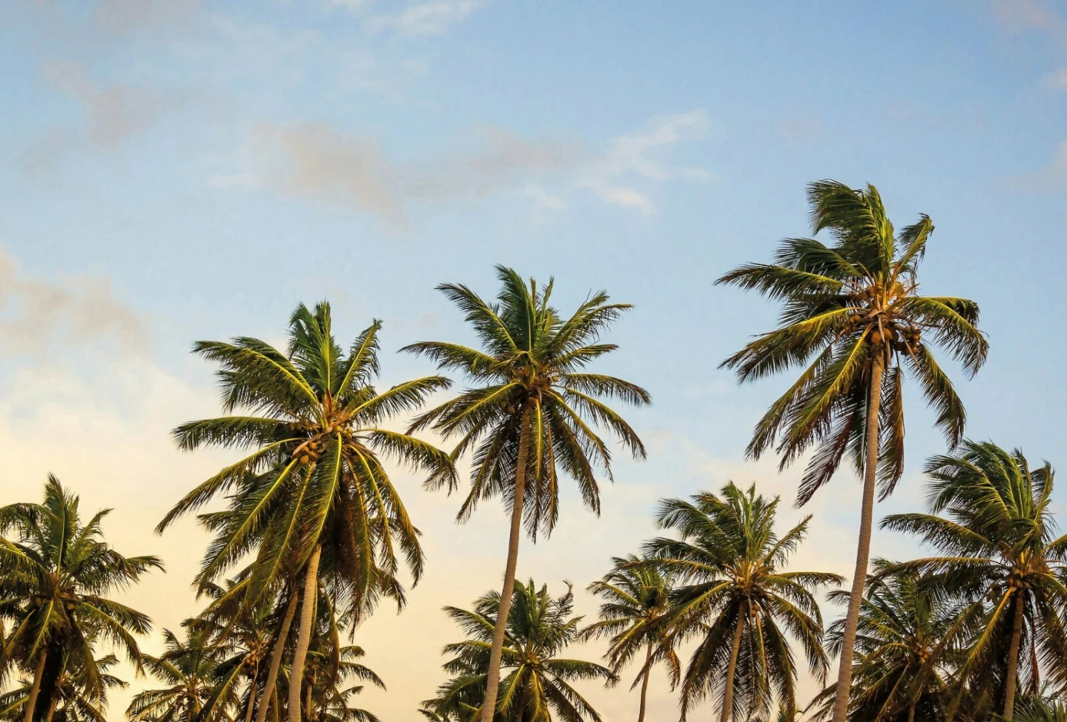 Fototapete DESIGNWALLS 2.0 - grün-blau - Palmen - 2,6 Meter 1 Fototapete DESIGNWALLS 2.0 - grün-blau - Palmen - 2,6 Meter