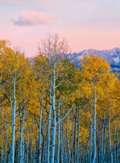 Fototapete DESIGNWALLS 2.0 - gelb-weiß - Birkenwald - 2,6 Meter