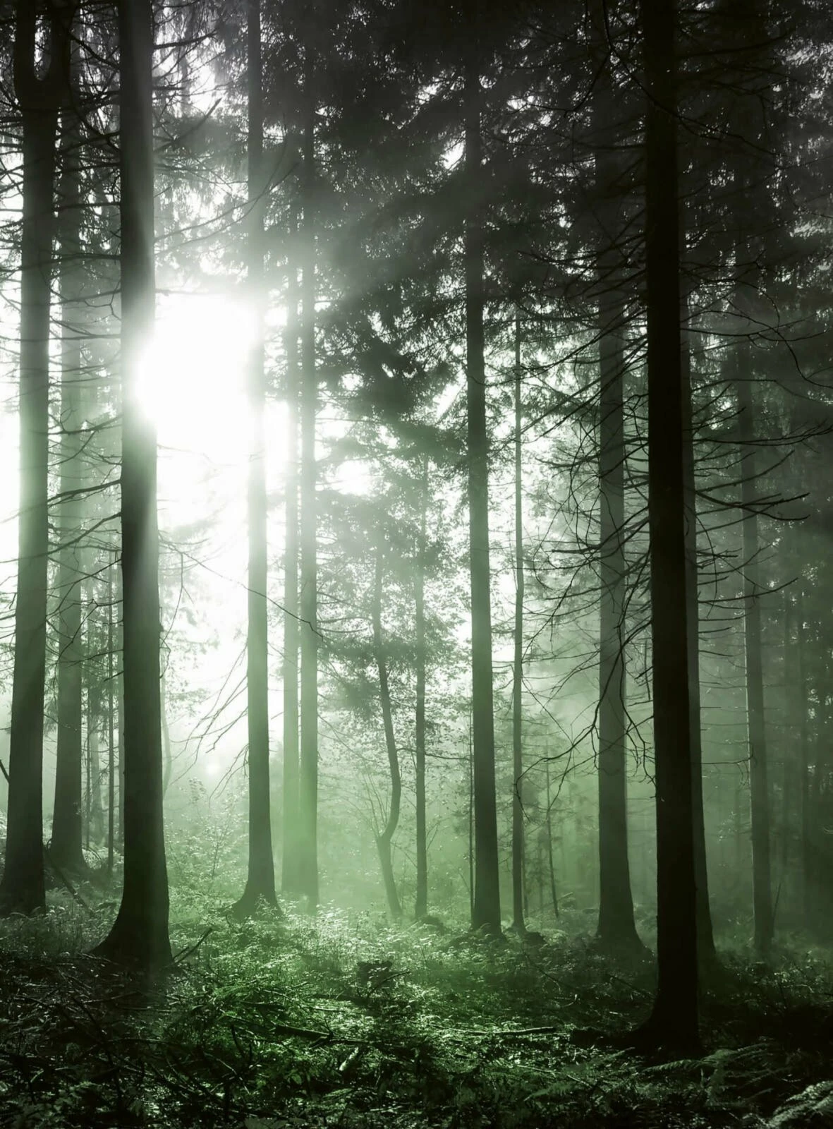 Fototapete DESIGNWALLS 2.0 - grün-schwarz - Walddämmerung - 2,6 Meter 1 Fototapete DESIGNWALLS 2.0 - grün-schwarz - Walddämmerung - 2,6 Meter