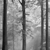 Fototapete DESIGNWALLS 2.0 - schwarz-weiß - Wald - 2,6 Meter