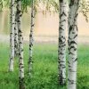 Fototapete DESIGNWALLS 2.0 - grün-weiß - Birkenwald - 2,6 Meter