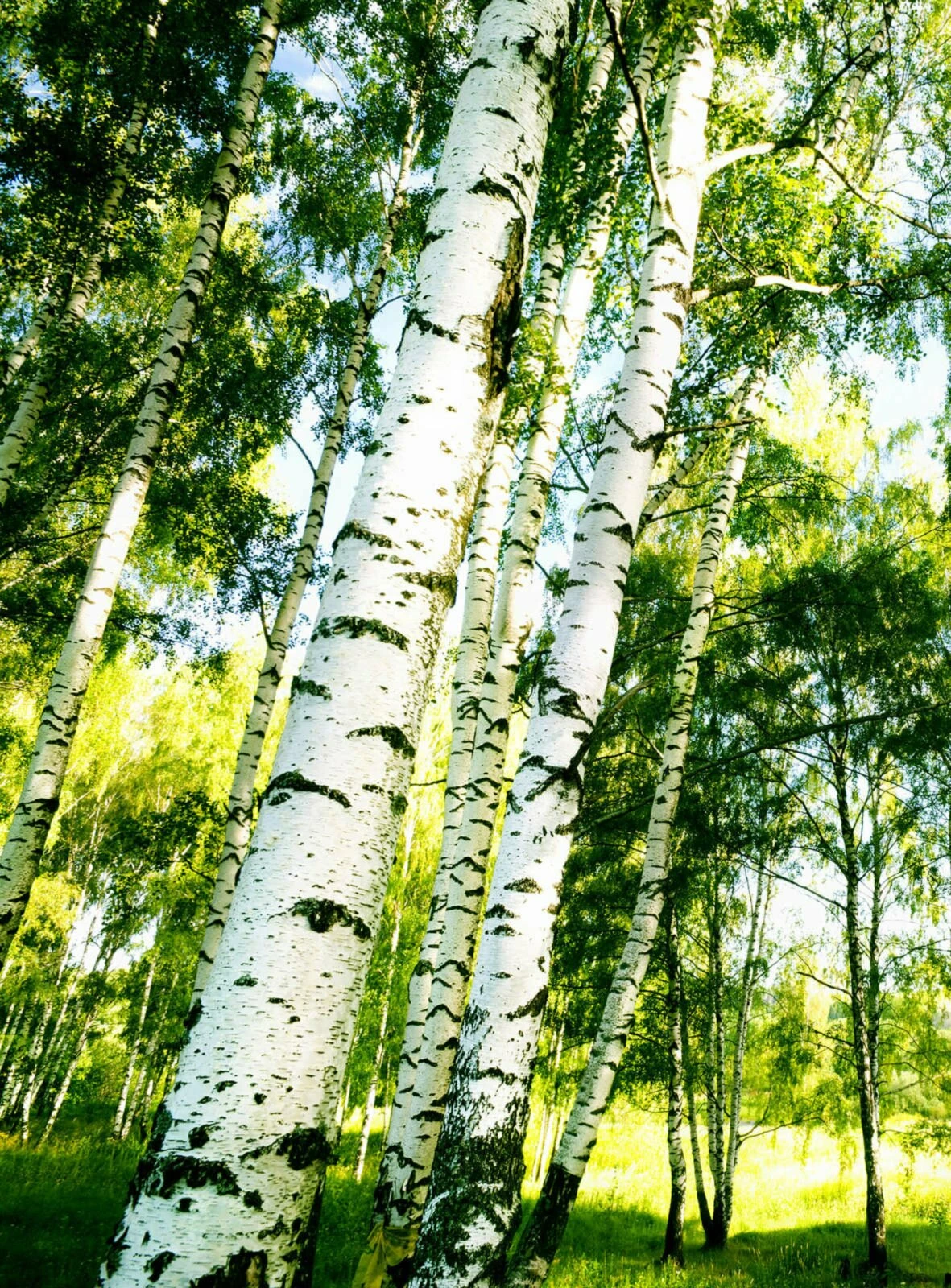 Fototapete DESIGNWALLS 2.0 - grün-weiß - Birkenwald - 2,6 Meter 1 Fototapete DESIGNWALLS 2.0 - grün-weiß - Birkenwald - 2,6 Meter