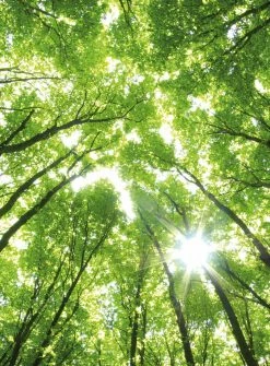 Fototapete DESIGNWALLS 2.0 - grün-braun - Wald - 2,6 Meter