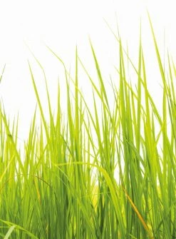 Fototapete DESIGNWALLS 2.0 - grün-weiß - Gras - 2,6 Meter