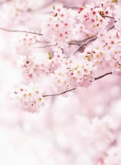 Fototapete DESIGNWALLS 2.0 - rosa-weiß - Kirschblüte - 2,6 Meter