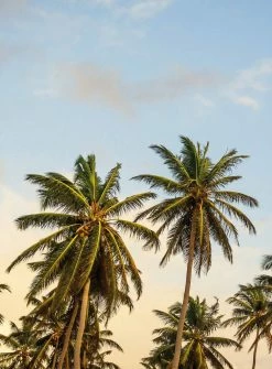 Fototapete DESIGNWALLS 2.0 - grün-blau - Palmen - 2,6 Meter