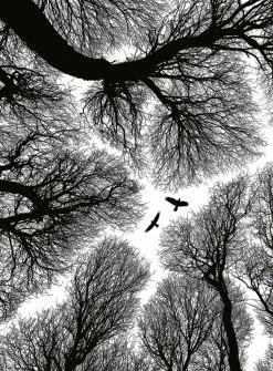 Fototapete DESIGNWALLS 2.0 - schwarz-weiß - Wald - 2,6 Meter