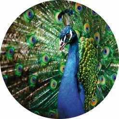 Fototapete DESIGNWALLS 2.0 - blau-grün - Pfau - 1,4 Meter